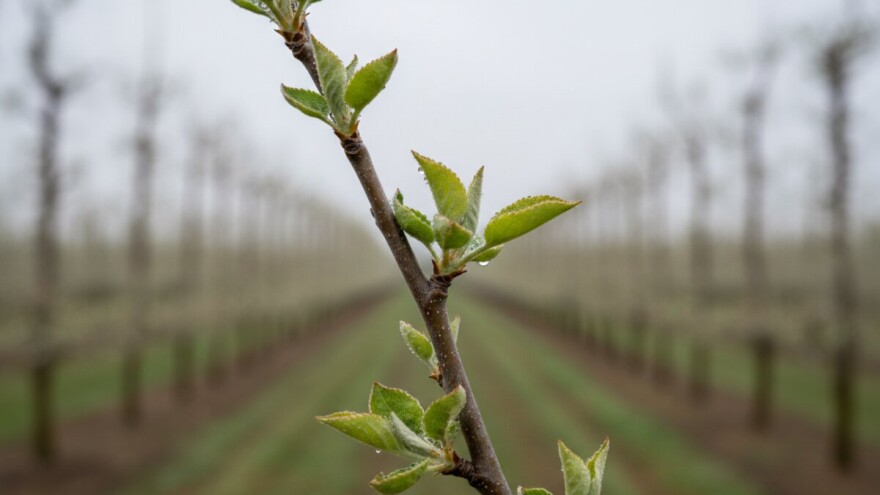 Zaštitite plantažne nasade jabučastog voća!