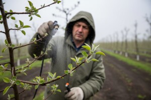Zaštitite plantažne nasade jabuka i krušaka