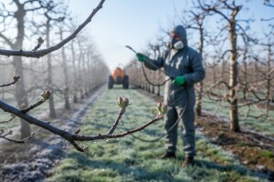 Zaštitite plantažne nasade jabuka i krušaka