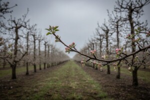 Zaštitite plantažne nasade jabuke i kruške