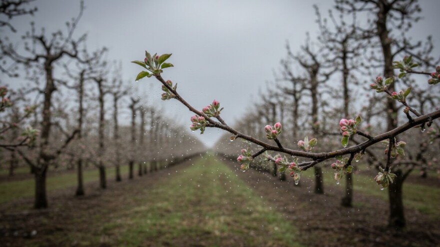 Zaštitite plantažne nasade jabuke i kruške