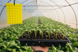 Zaštitite presadnice u plastenicima