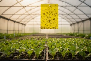 Zaštitite rasadu povrća i cvijeća u plastenicima