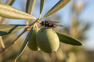 Zaštitite svoje masline od maslinine muhe!