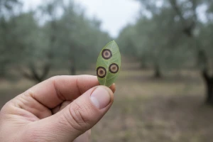 Zaštitite svoje masline od paunovog oka