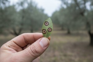 Zaštitite svoje masline od paunovog oka