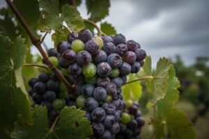 Zaštitite svoje vinograde!