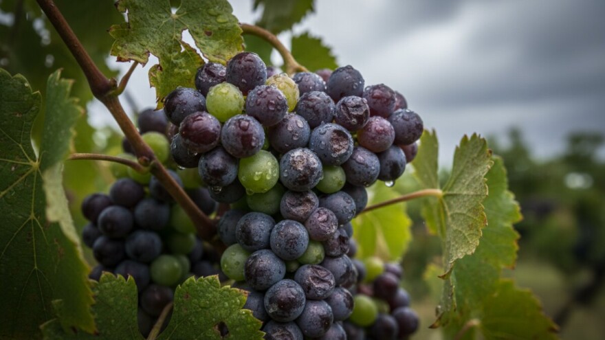 Zaštitite svoje vinograde!