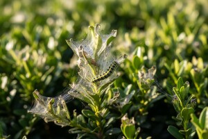 Zaštitite ukrasne šimšire od štetnih organizama!