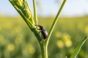 Zaštitite uljanu repicu