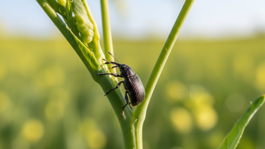 Zaštitite uljanu repicu