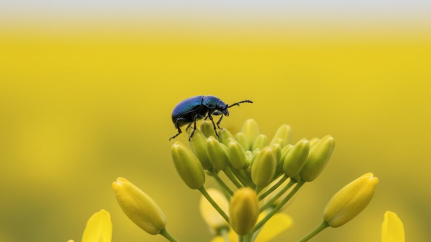 Zaštitite uljanu repicu!