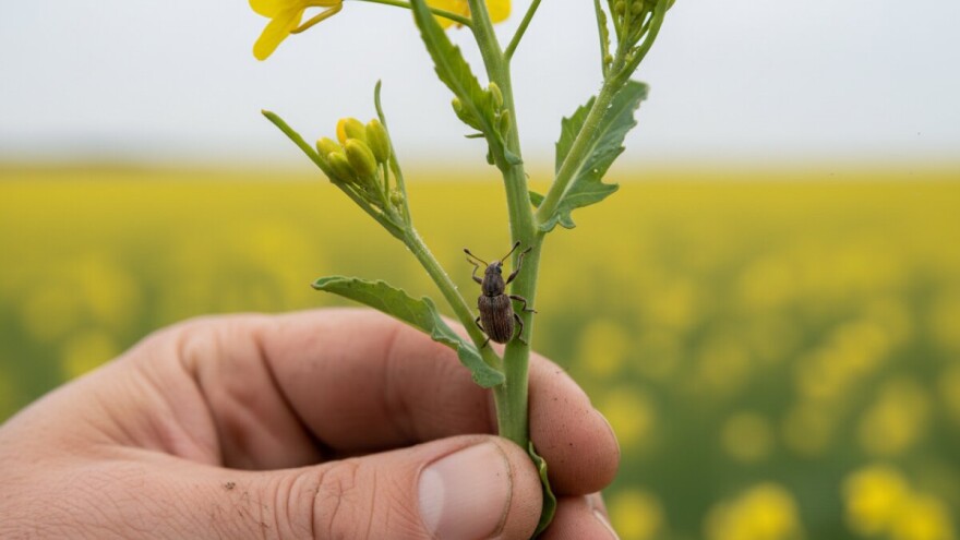 Zaštitite uljanu repicu