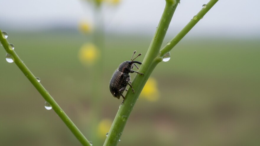 Zaštitite uljanu repicu od proljetnih pipa!
