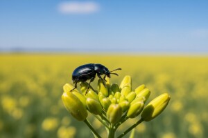 Zaštitite uljanu repicu od repičine pipe i sjajnika