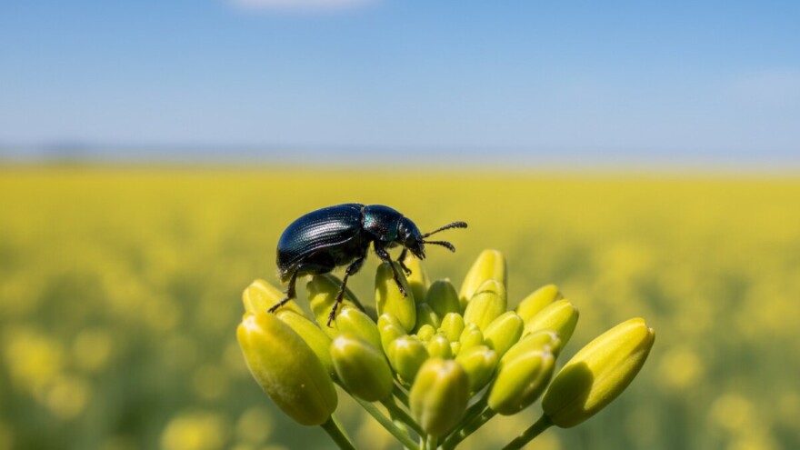 Zaštitite uljanu repicu od repičine pipe i sjajnika