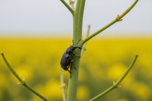 Zaštitite uljanu repicu od repičine pipe i sjajnika