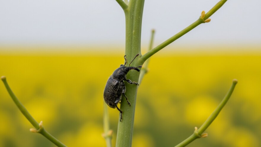Zaštitite uljanu repicu od repičine pipe i sjajnika