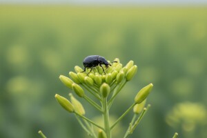 Zaštitite uljanu repicu od repičinog sjajnika