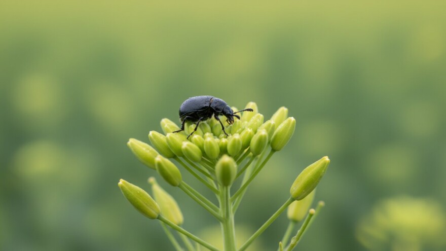 Zaštitite uljanu repicu od repičinog sjajnika