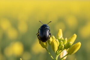 Zaštitite uljanu repicu od sjajnika