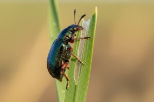 Zaštitite usjeve jare zobi