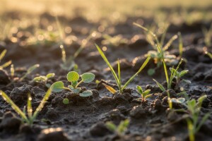 Zaštitite usjeve od korova!