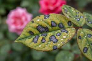 Zaštitite vaše ruže od štetnika i nametnika