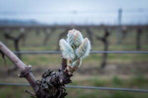 Zaštitite vinograd od crne pjegavosti!