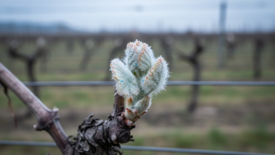 Zaštitite vinograd od crne pjegavosti!