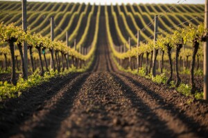 Zaštitite vinograde i voćnjake od korova