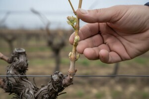 Zaštitite vinograde od crne pjegavosti