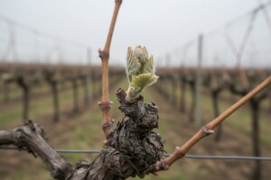 Zaštitite vinovu lozu!