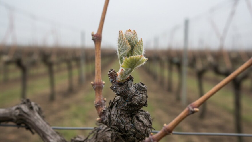 Zaštitite vinovu lozu!