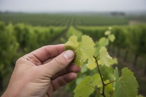 Zaštitite vinovu lozu!