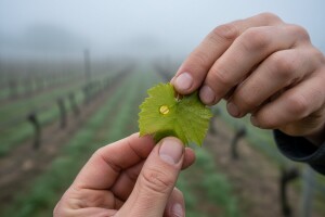 Zaštitite vinovu lozu jer joj zbog vremena prijeti plamenjača