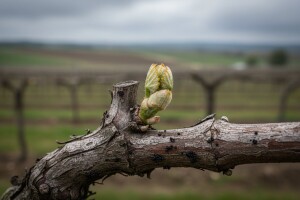Zaštitite vinovu lozu od crne pjegavosti i štitastih uši