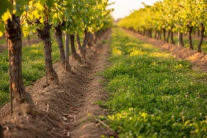 Zaštitite vinovu lozu od korova