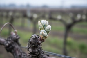 Zaštitite vinovu lozu u stadiju razvoja vunastog pupa