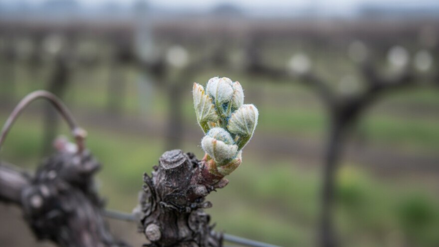 Zaštitite vinovu lozu u stadiju razvoja vunastog pupa