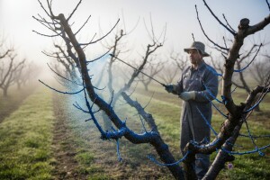 Zaštitite voće od gljivičnih bolesti!