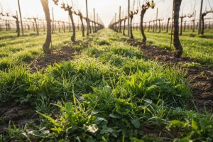 Zaštitite voćke i vinovu lozu od korova