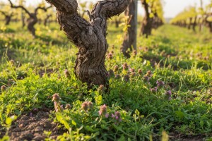 Zaštitite voćke i vinovu lozu od korova