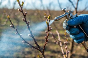 Zaštitite voćke od kovrčavosti lišća