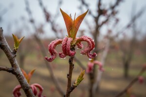 Zaštitite voćke od kovrčavosti lista