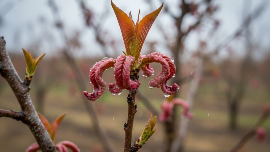 Zaštitite voćke od kovrčavosti lista
