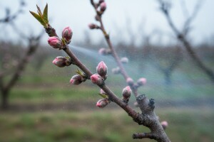 Zaštitite voćke od kovrčavosti lista