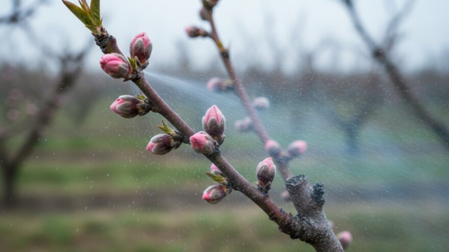 Zaštitite voćke od kovrčavosti lista