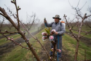 Zaštitite voćnjake od gljivičnih bolesti