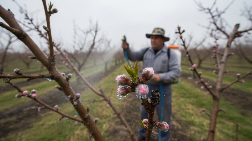Zaštitite voćnjake od gljivičnih bolesti